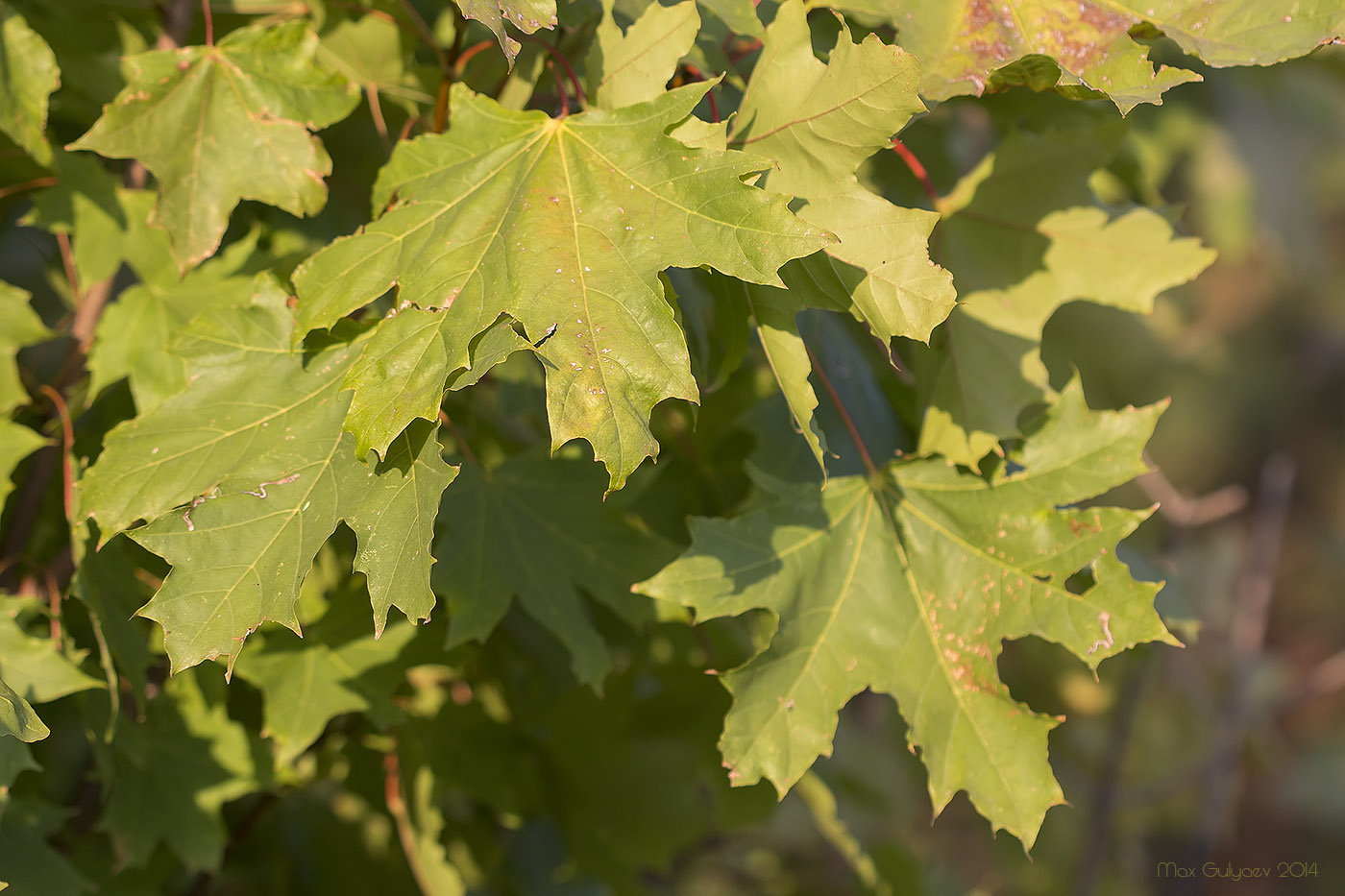 Image of Acer platanoides specimen.