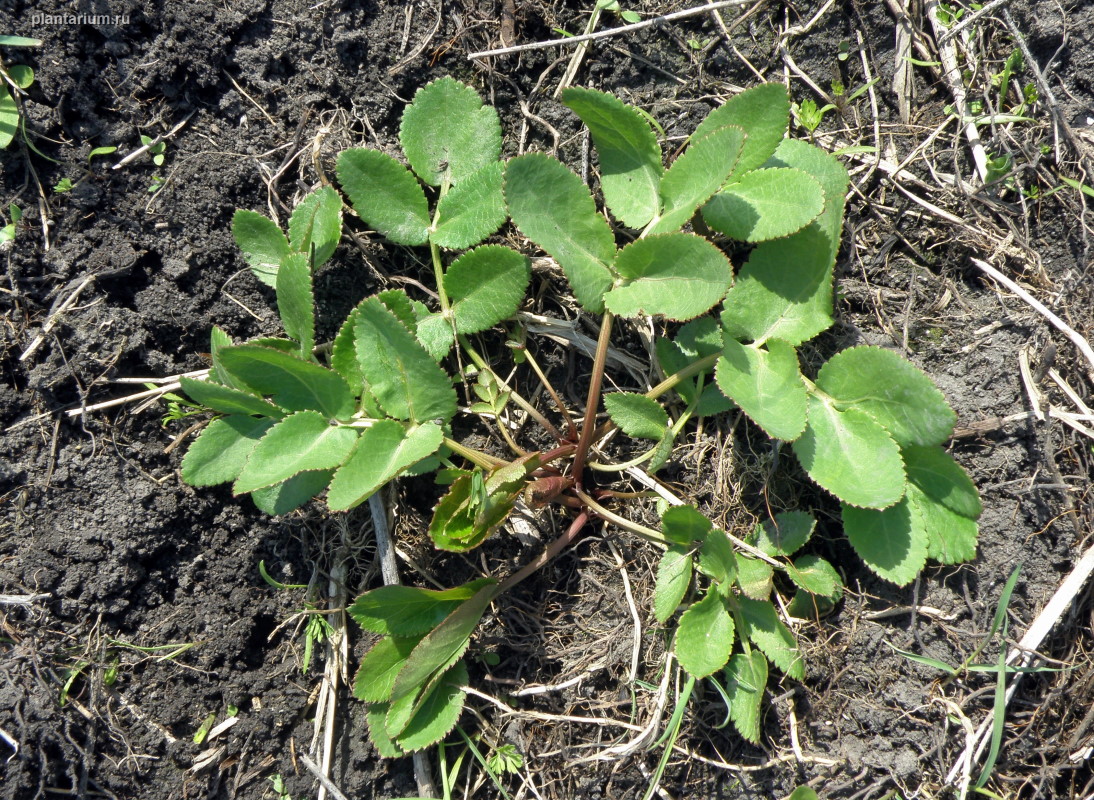 Изображение особи Macroselinum latifolium.