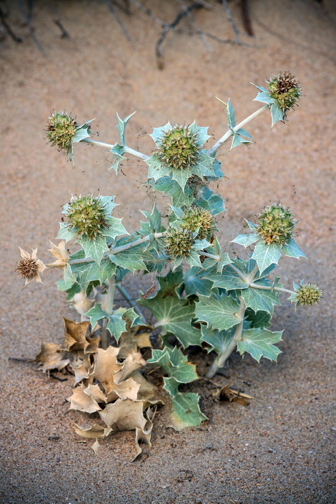 Image of Eryngium maritimum specimen.