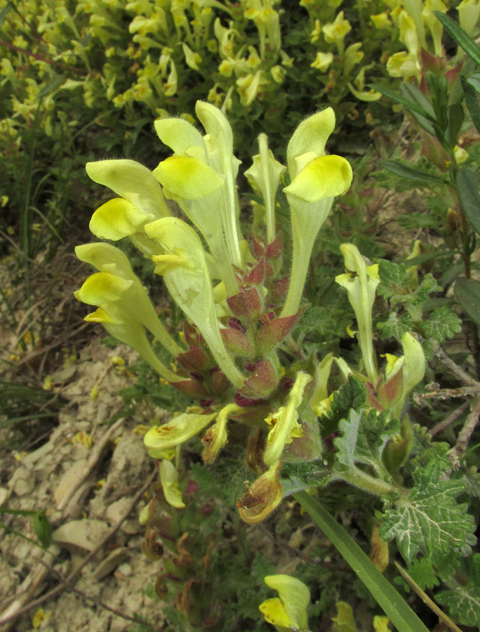 Изображение особи Scutellaria novorossica.
