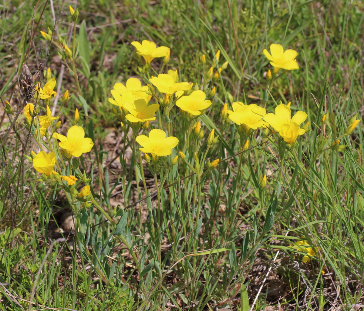 Image of Linum czernjajevii specimen.