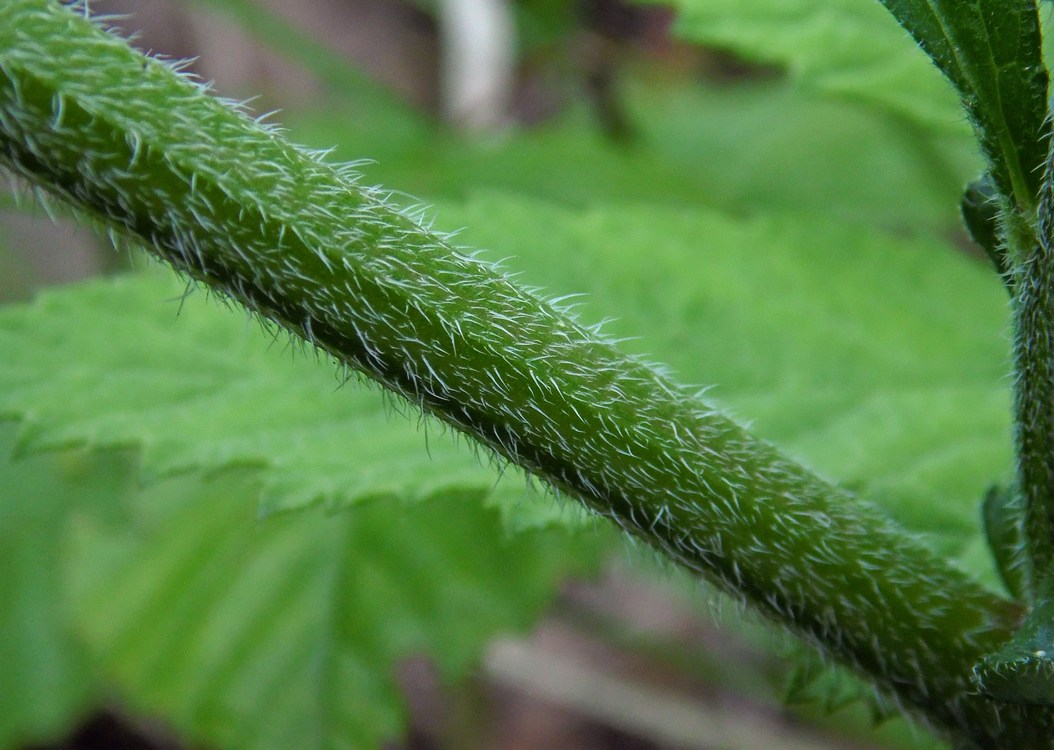 Image of Campanula praealta specimen.
