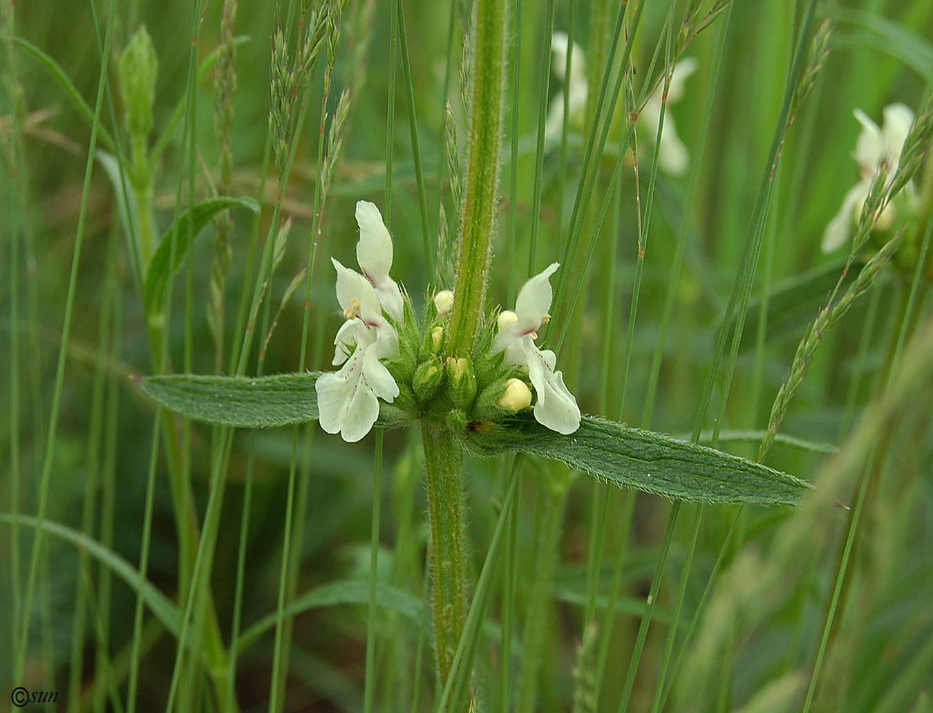 Изображение особи Stachys recta.