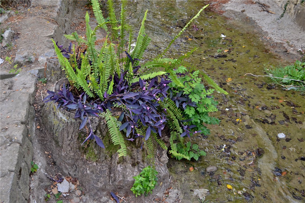 Изображение особи Tradescantia pallida.