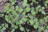 Betula pubescens