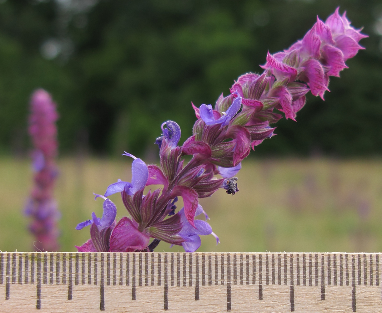 Изображение особи Salvia tesquicola.