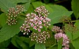 Spiraea japonica