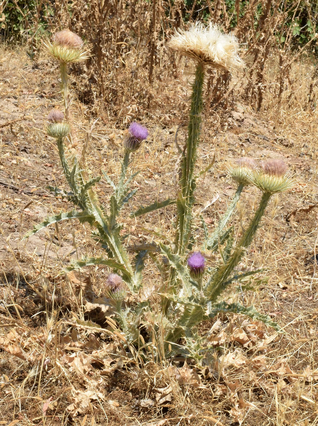 Image of Onopordum leptolepis specimen.