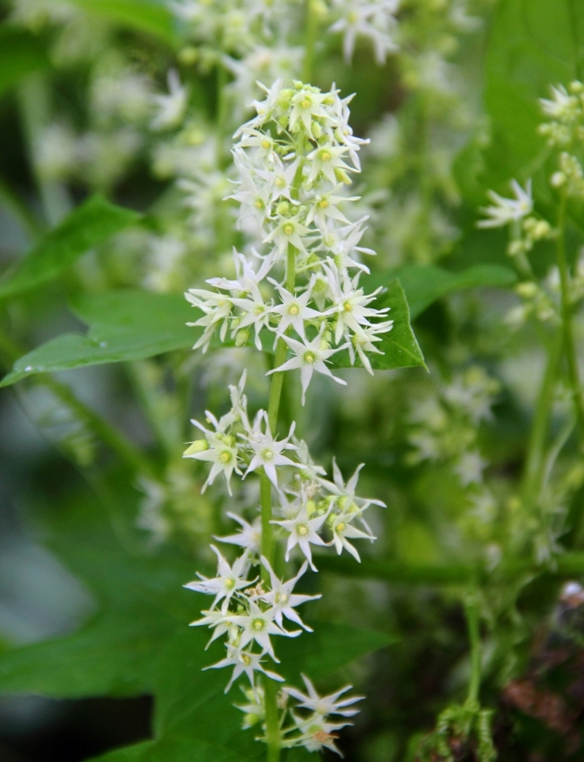 Изображение особи Echinocystis lobata.