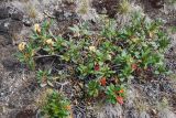 Rhododendron aureum. Отцветающее растение. Бурятия, плато п-ова Святой нос (выс. около 1800 м н.у.м.). 22.07.2009.