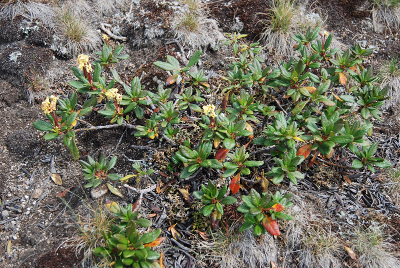 Image of Rhododendron aureum specimen.