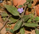 Ruellia prostrata