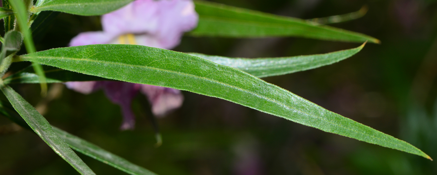 Image of Chilopsis linearis specimen.