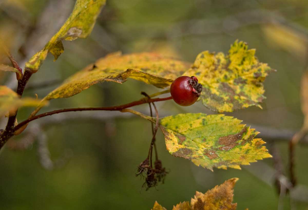 Изображение особи Crataegus sanguinea.