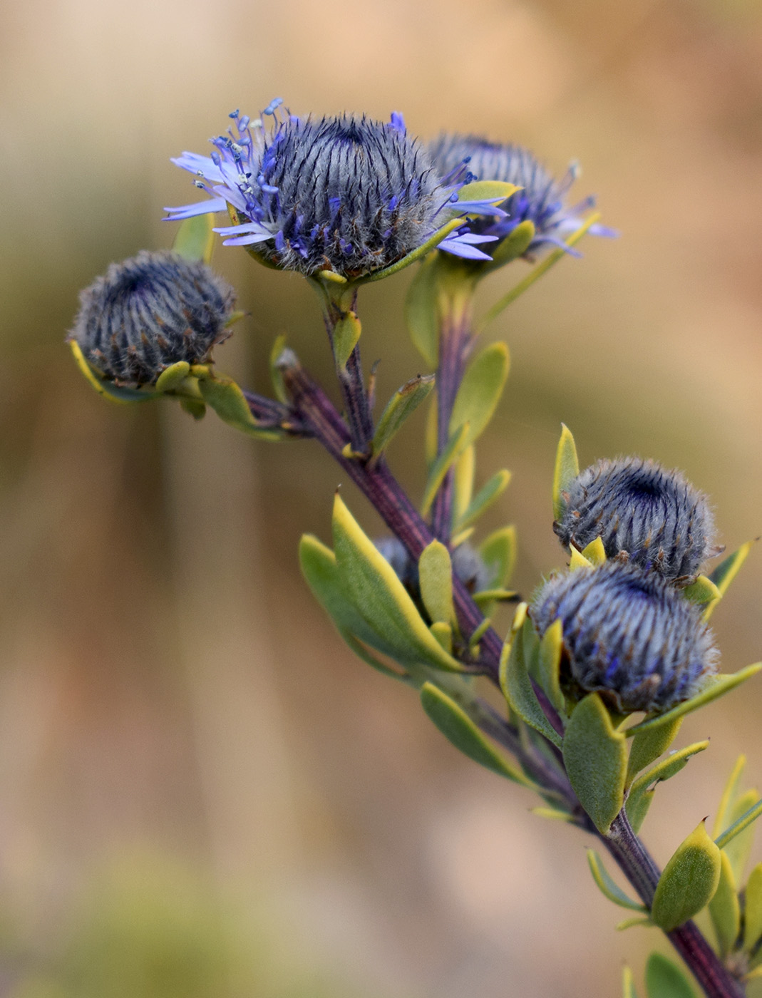 Изображение особи Globularia alypum.