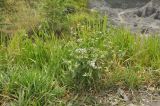 Ageratum conyzoides