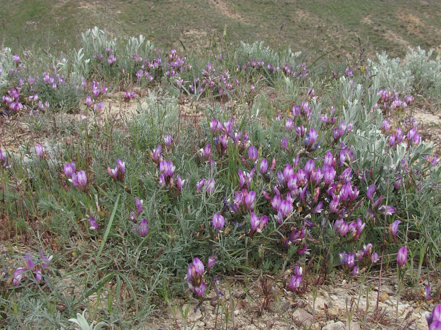 Image of Astragalus subuliformis specimen.