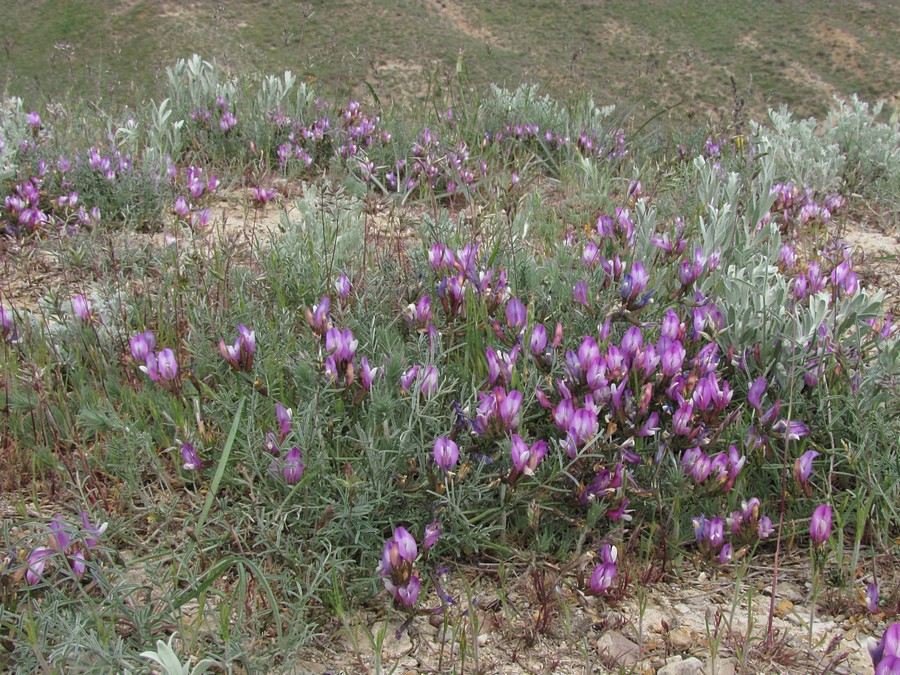 Изображение особи Astragalus subuliformis.