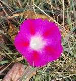 Ipomoea purpurea