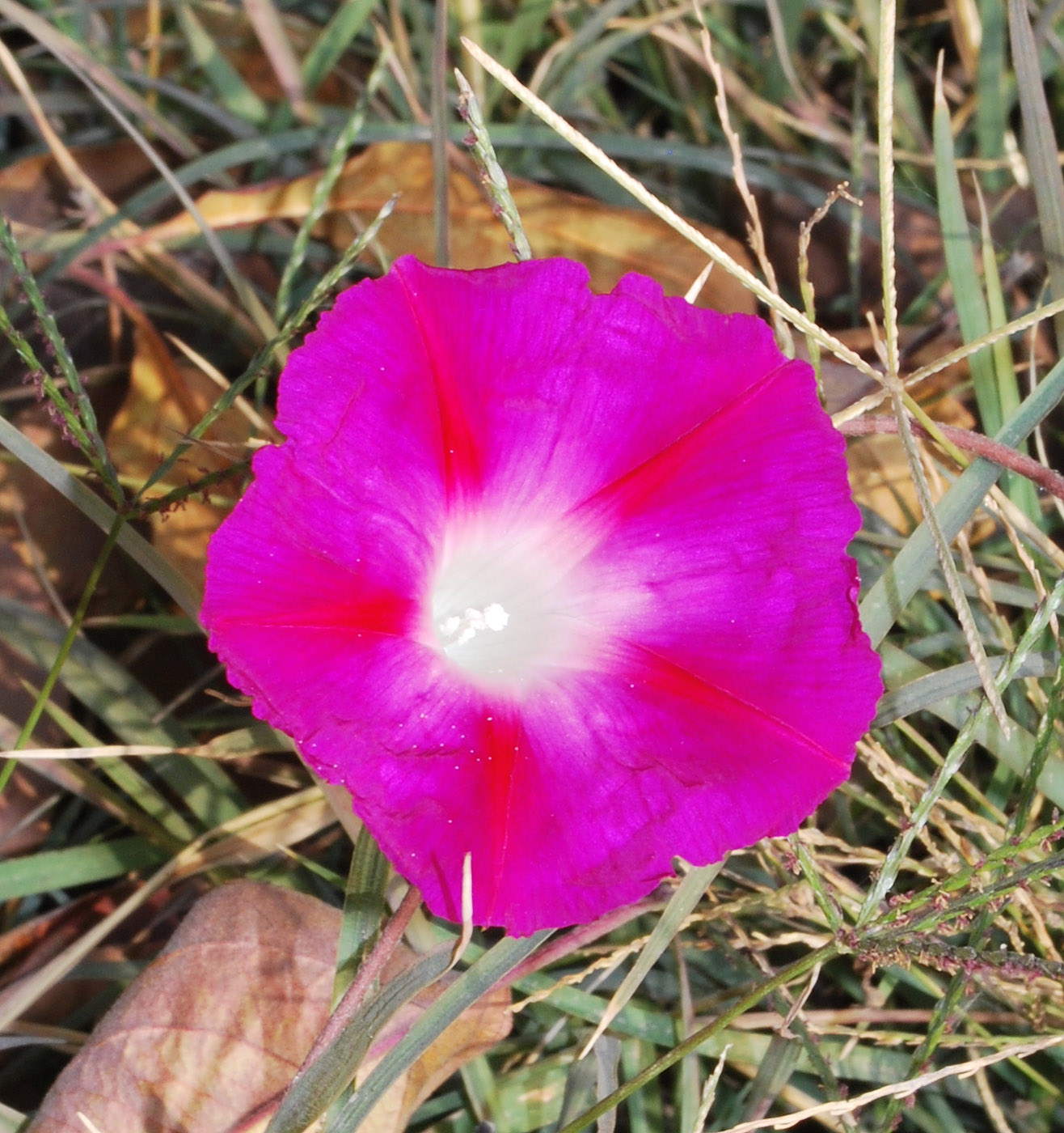 Изображение особи Ipomoea purpurea.