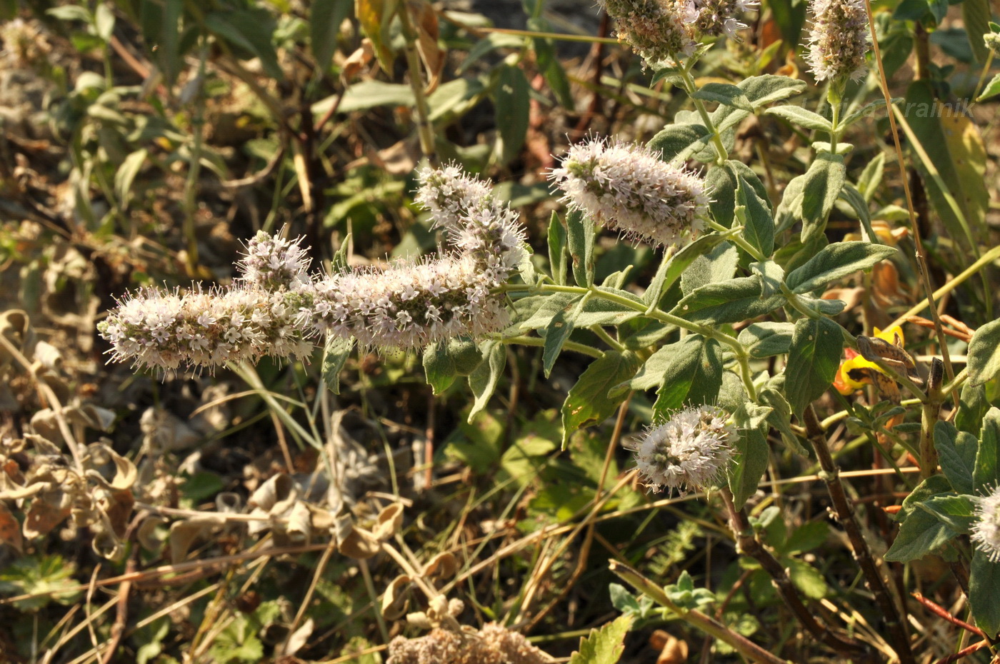 Image of Mentha longifolia specimen.