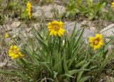 Arnica intermedia