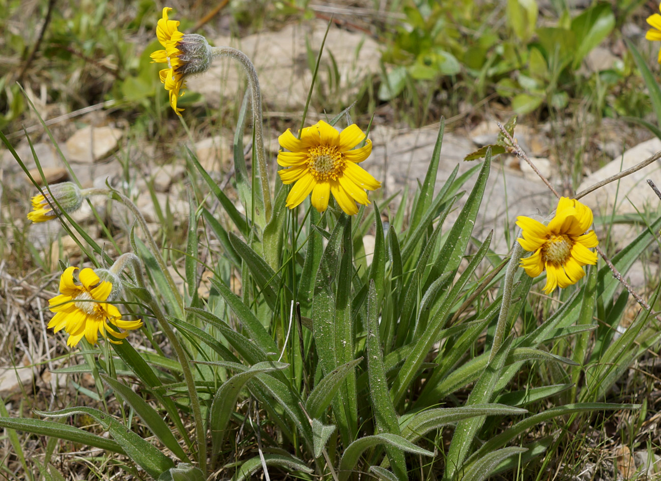 Image of Arnica intermedia specimen.