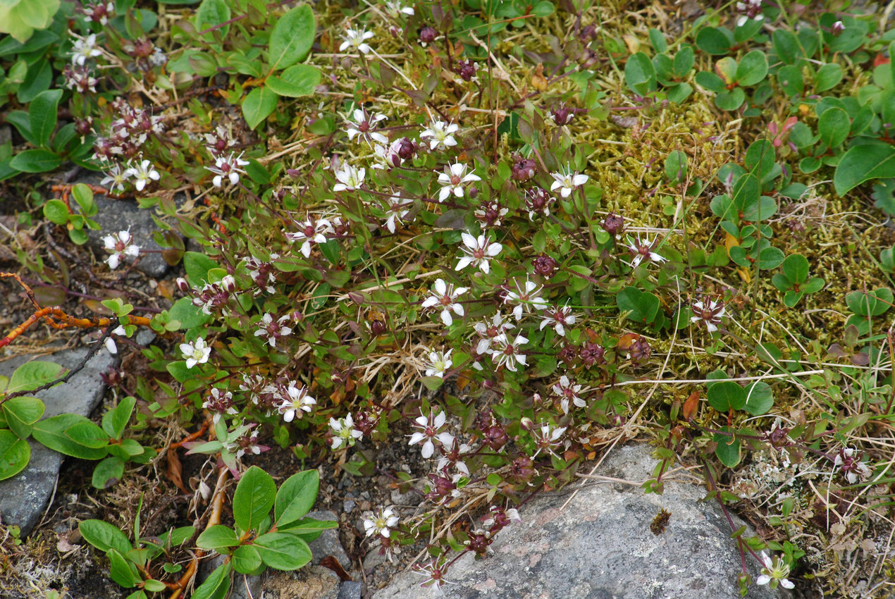 Image of Wilhelmsia physodes specimen.