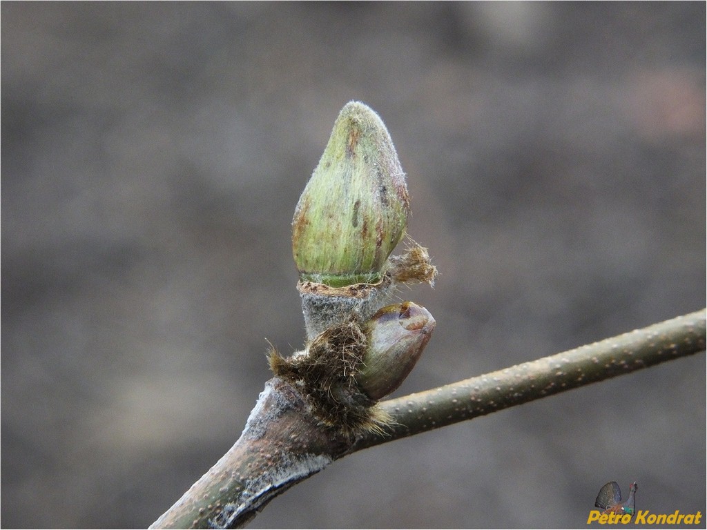 Image of Platanus &times; acerifolia specimen.