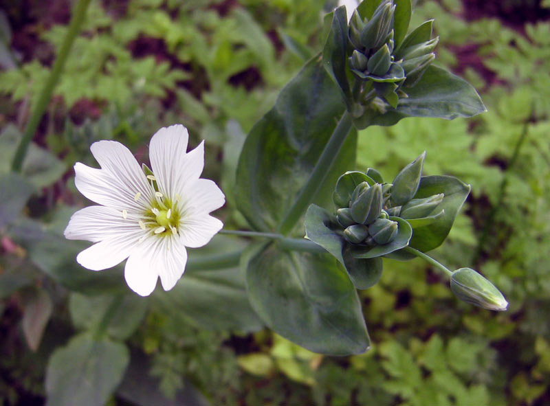 Изображение особи Cerastium davuricum.