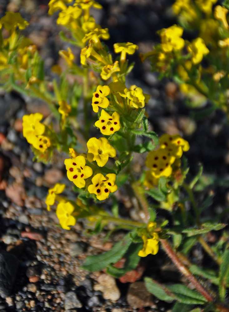 Image of Arnebia guttata specimen.