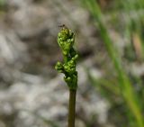 Alisma plantago-aquatica