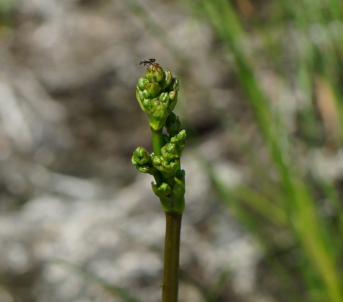 Image of Alisma plantago-aquatica specimen.