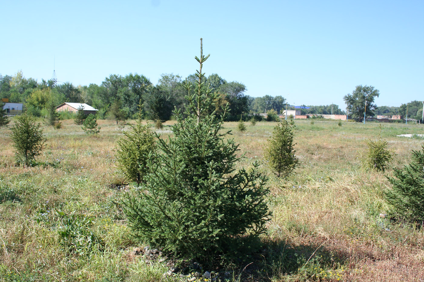 Изображение особи Picea obovata.