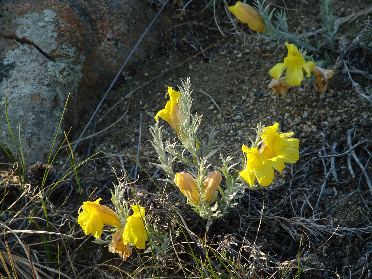 Image of Cymbaria daurica specimen.