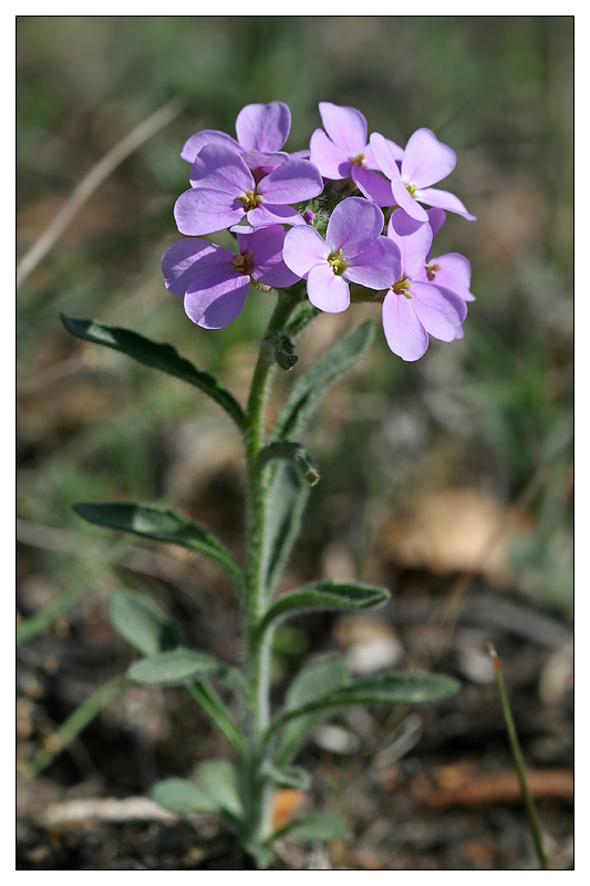 Image of Clausia aprica specimen.