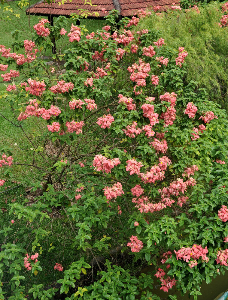 Изображение особи Mussaenda philippica.