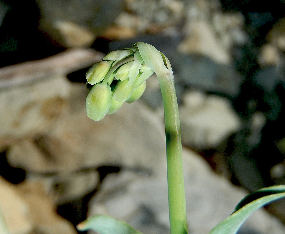 Изображение особи Oberna crispata.