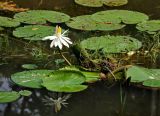 Nymphaea lotus. Цветущее растение. Малайзия, Куала-Лумпур, в культуре. 13.05.2017.