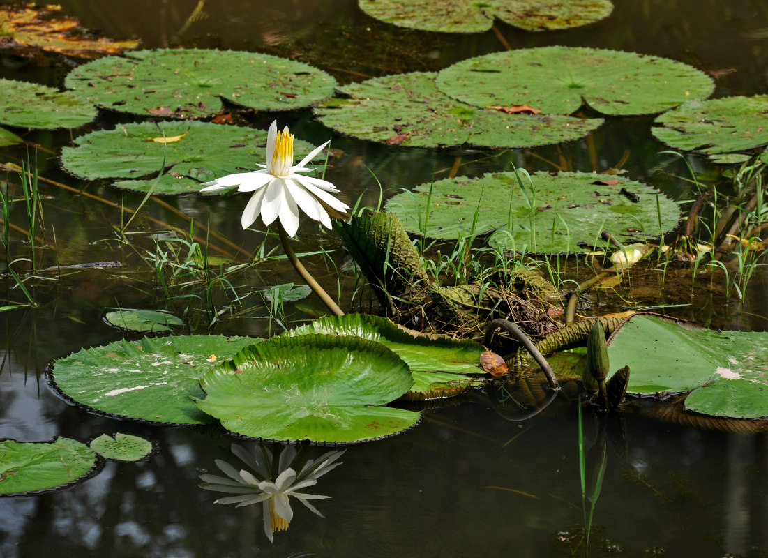 Изображение особи Nymphaea lotus.