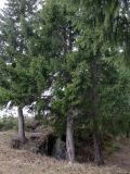 Picea obovata. Взрослые деревья. Свердловская обл., окр. г. Североуральск, скальные выходы в р-не известнякового карьера. 07.05.2017.