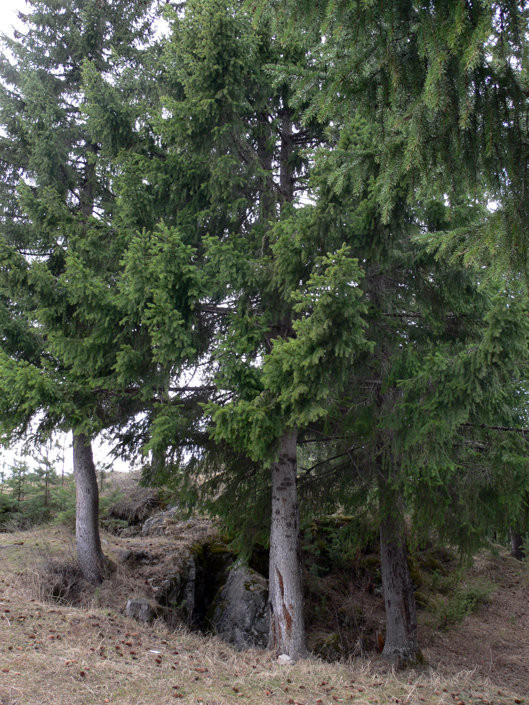 Image of Picea obovata specimen.