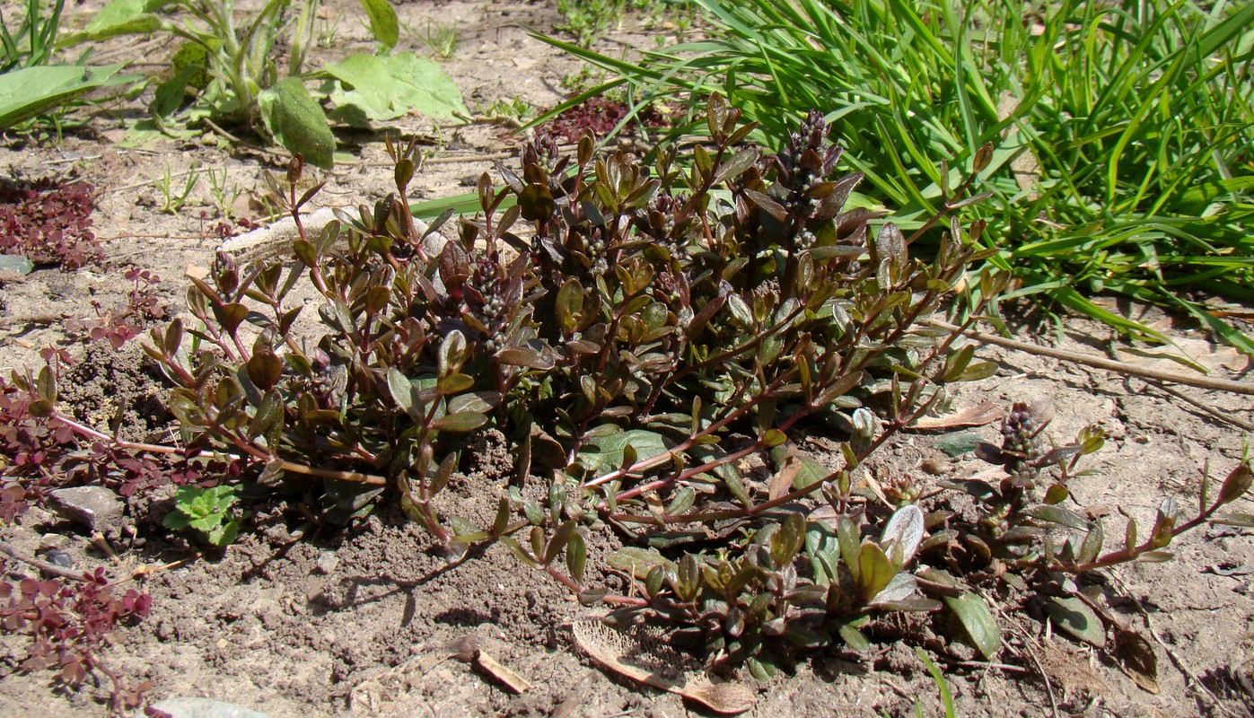 Image of Ajuga reptans specimen.