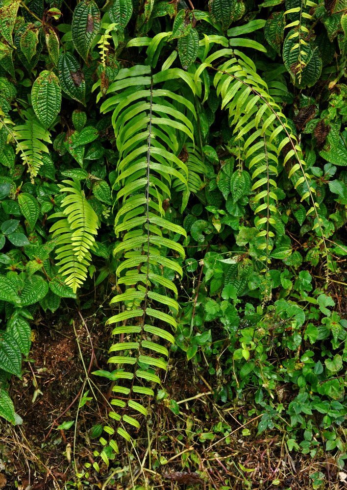 Изображение особи Goniophlebium percussum.