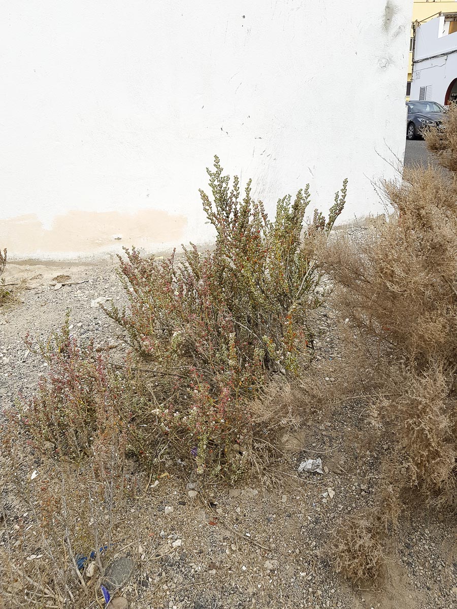 Image of Tetraena gaetula specimen.