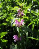 Lamium maculatum