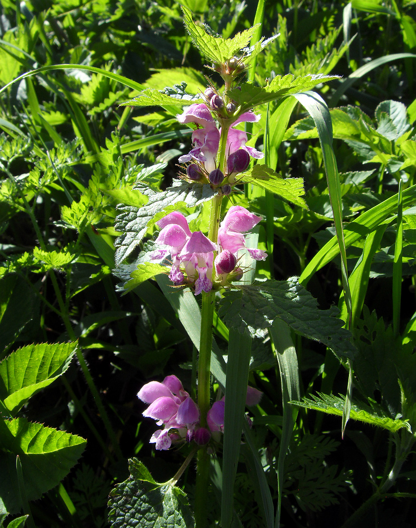 Image of Lamium maculatum specimen.