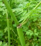 Anthriscus sylvestris