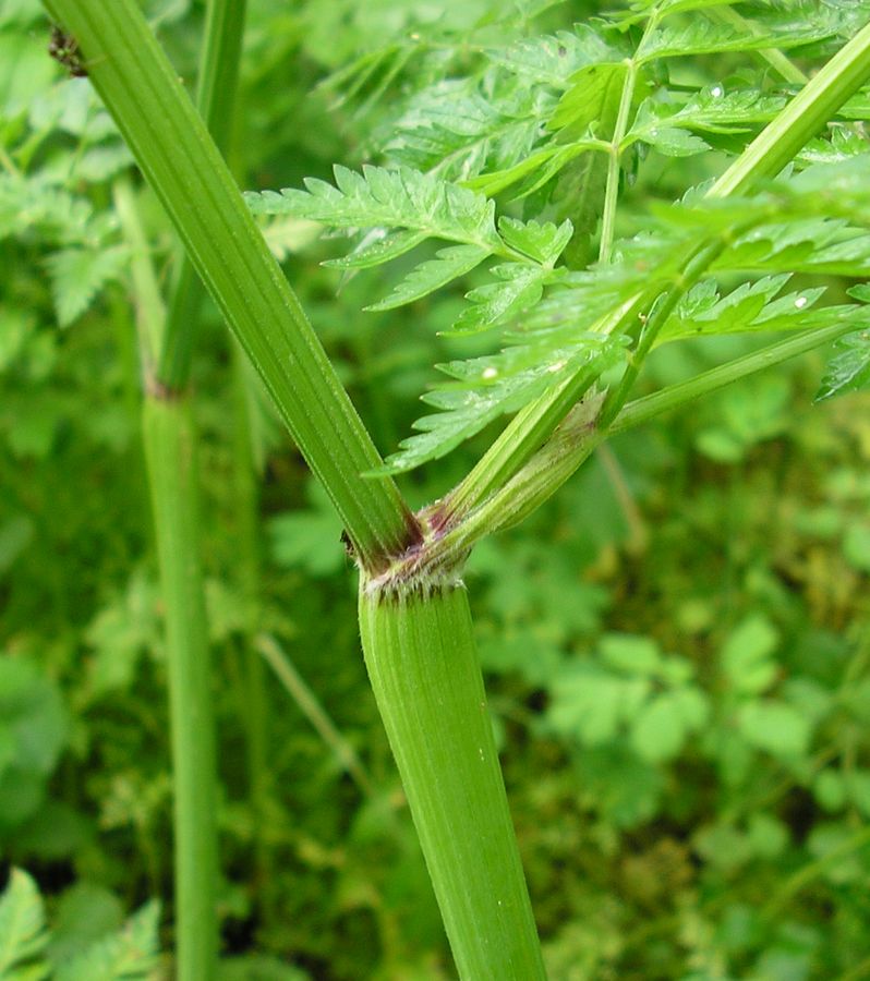 Изображение особи Anthriscus sylvestris.