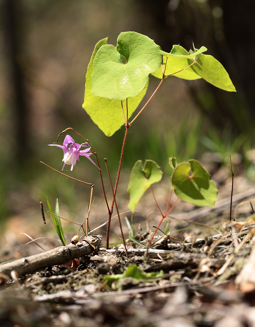 Image of Epimedium macrosepalum specimen.